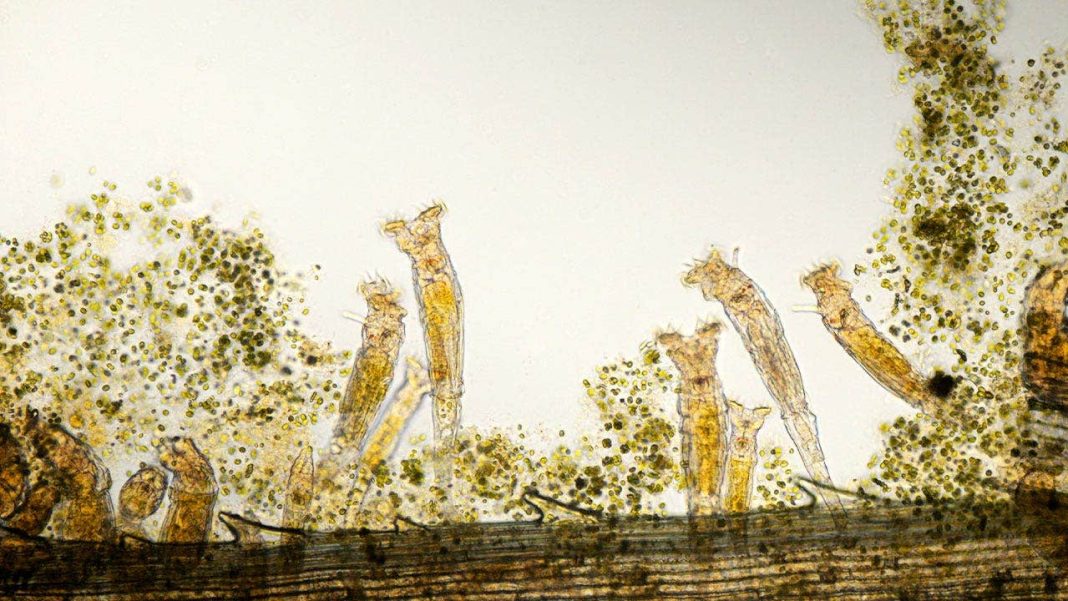 Scientists woke up a 24,000-year-old 'zombie worm' from Arctic ice, and it reproduced.