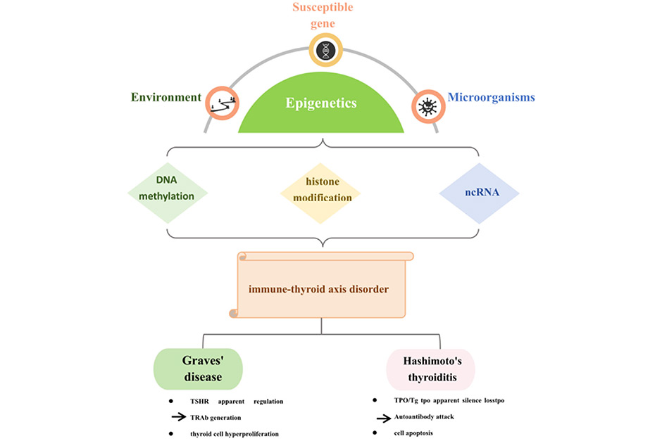 Autoimmune thyroid disease selects for diverse mutations in immune control genes. Autoimmune thyroid disease selects for diverse mutations in immune control genes.