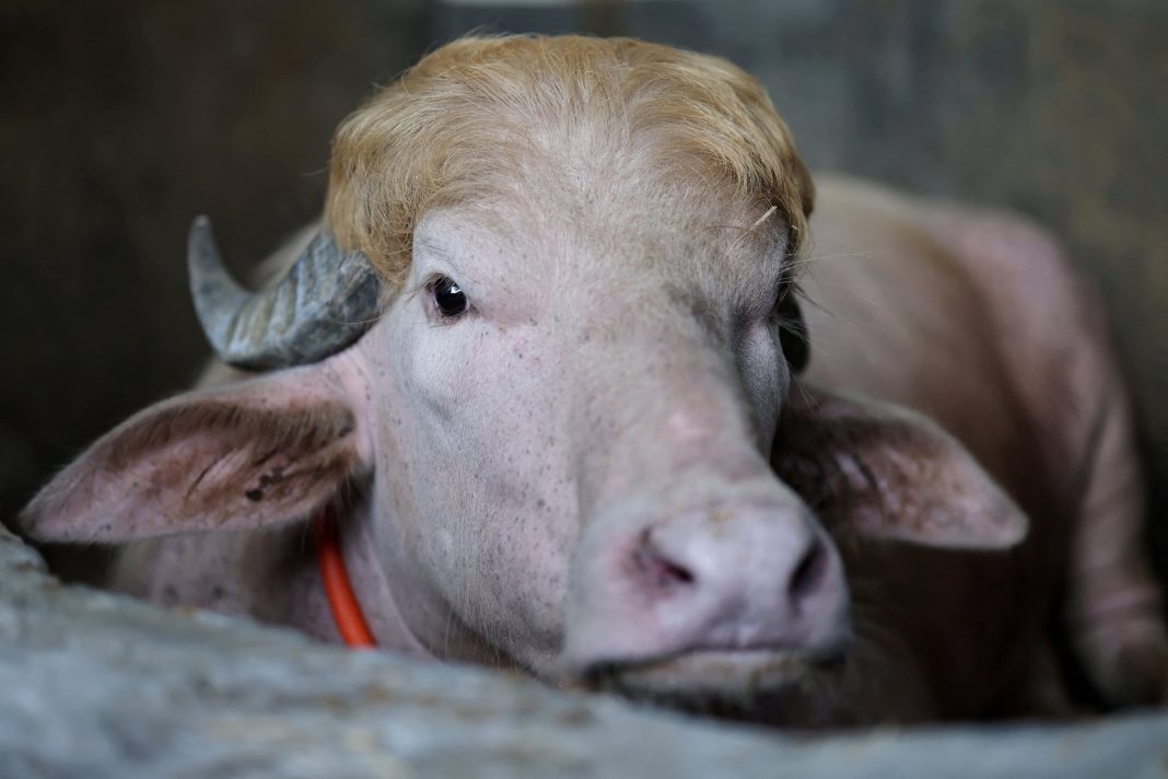 ‘Will miss him’: Bangladesh’s viral ‘Donald Trump’ buffalo set to be sacrificed on Eid
