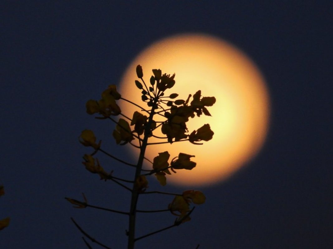 Flower Moon 2026: Astrophotographers Capture May’s Full Moon in Bloom