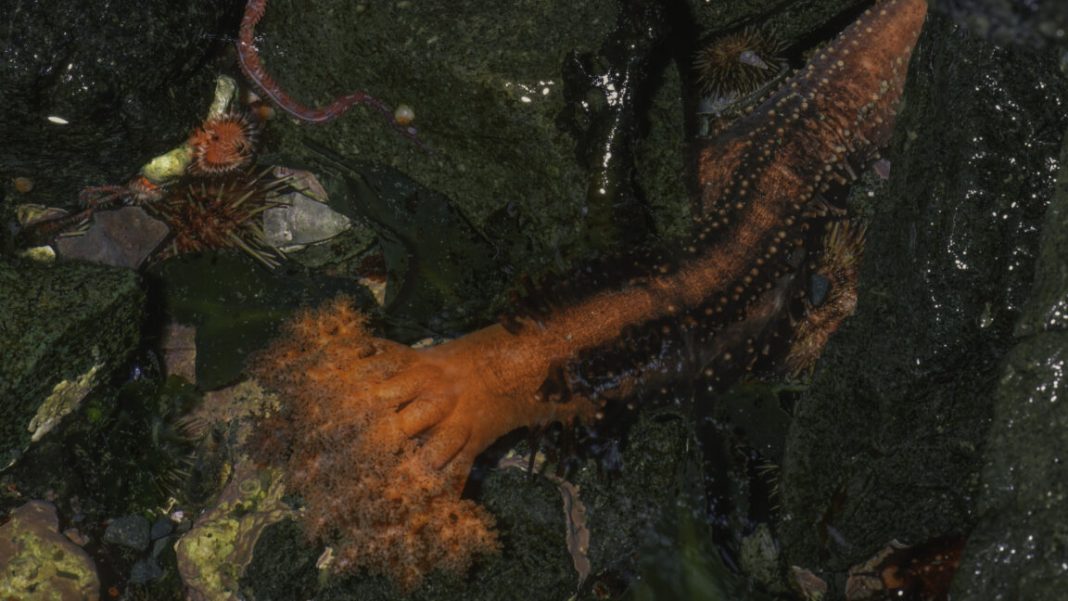 Sea Cucumber Appendages Show Remarkable Persistence After Severance Sea Cucumber Appendages Show Remarkable Persistence After Severance