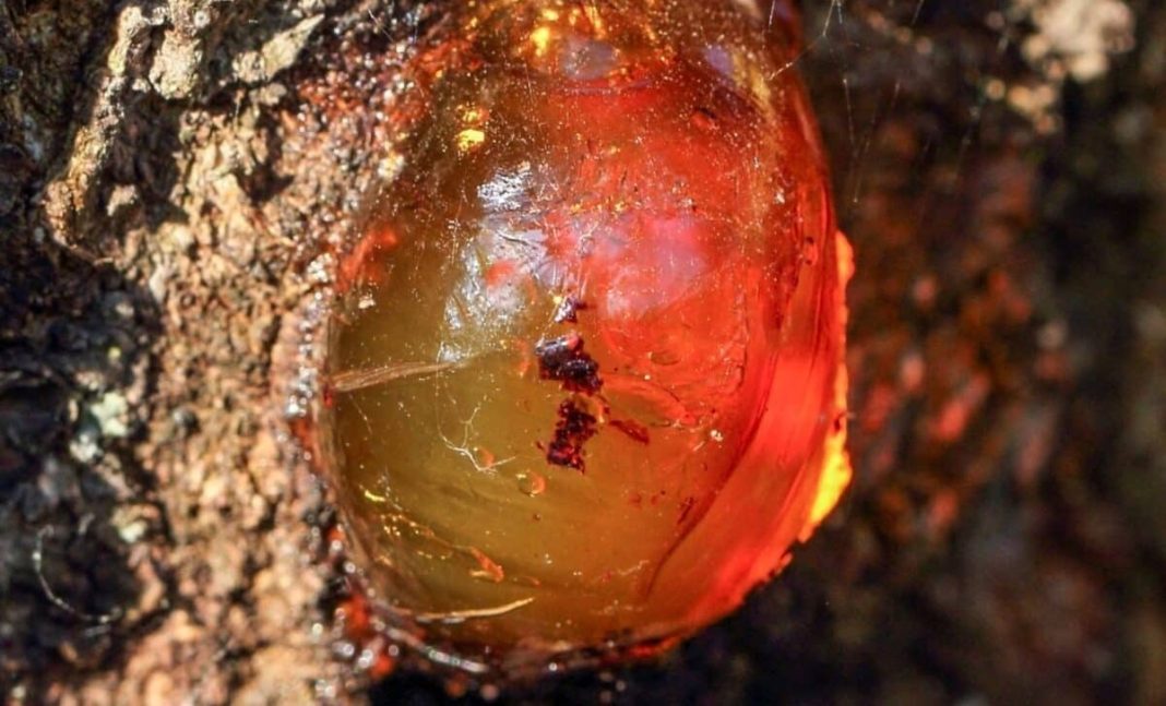Scientists just found a tiny dinosaur-era bug, trapped in amber, with a super weird feature. Scientists just found a tiny dinosaur-era bug, trapped in amber, with a super weird feature.