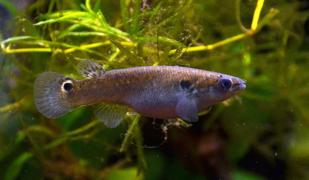 Scientists gave 'aggressive' fish psychedelic drugs, and it led to a breakthrough.