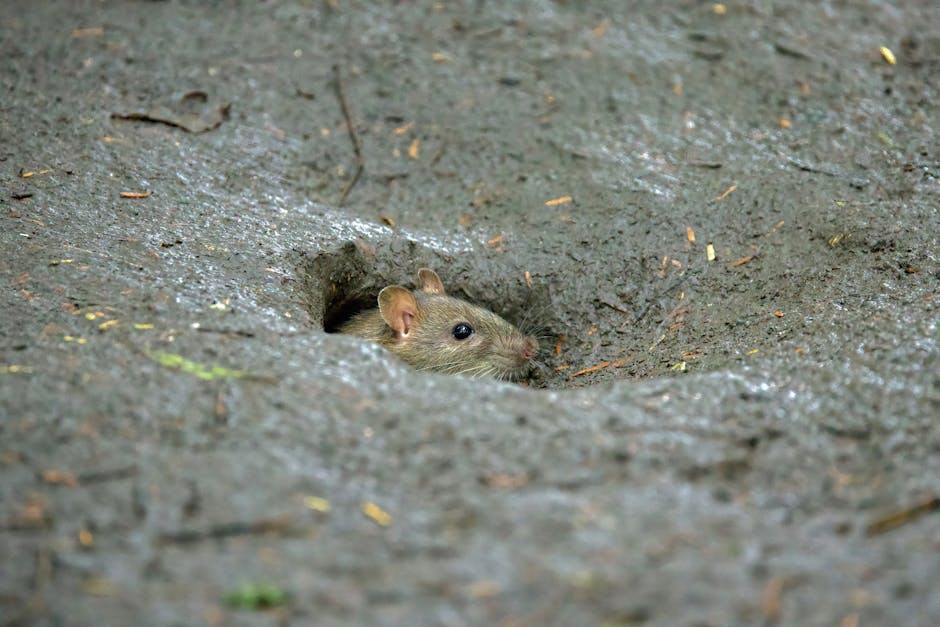 Hantavirus outbreak rocks the booming expedition cruise industry. Hantavirus outbreak rocks the booming expedition cruise industry.