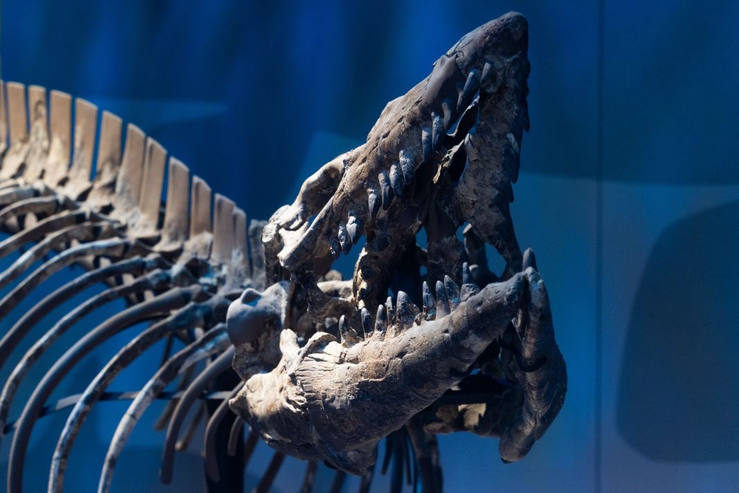 D-FW Researchers Uncover New Ancient Marine Apex Predator, Dubbed 'T. Rex of the Sea' D-FW Researchers Uncover New Ancient Marine Apex Predator, Dubbed 'T. Rex of the Sea'