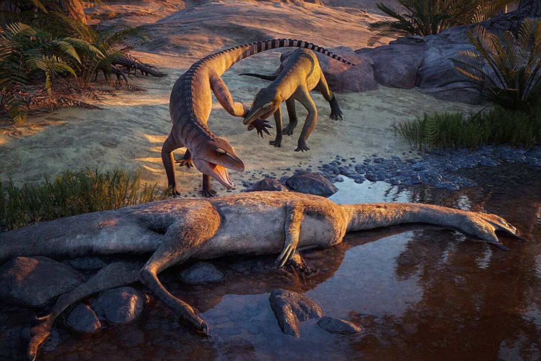 210 million years in stone, and this newly identified crocodile cousin was built to crush bigger prey.