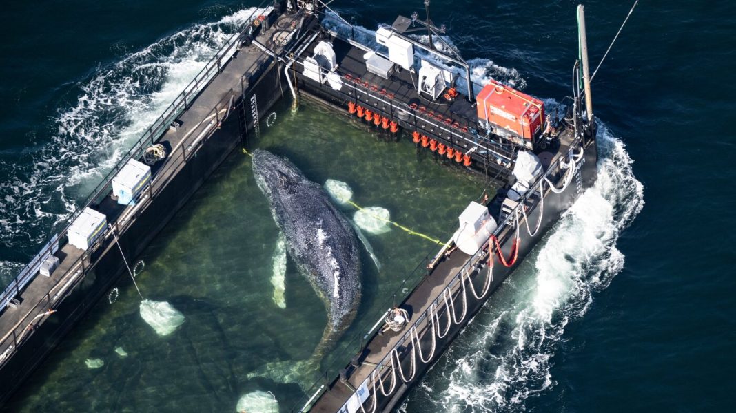 Timmy the humpback whale was found dead off the Danish coast.