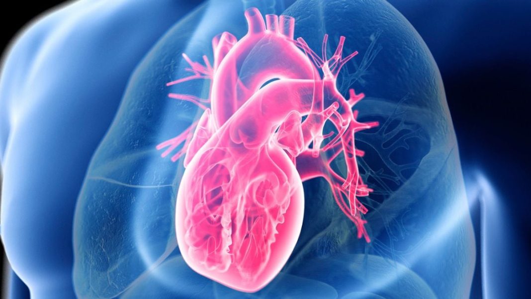 Forget the Diet Wars: New Study Finds Real Key to Heart Health Isn't Low-Carb or Low-Fat!